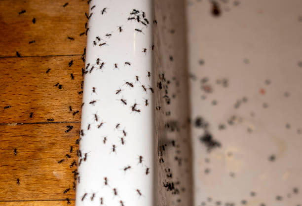 Best Ant Control Services  in Stiles, PA